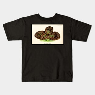 Dossinia marmorata - Botanical illustration Kids T-Shirt